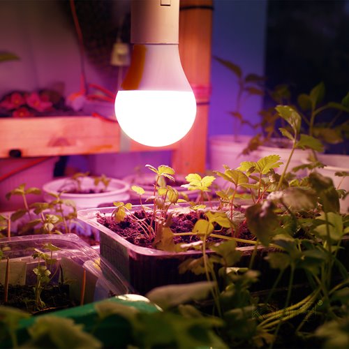 Żarówka LED E27 A60 do uprawy roślin Planty 11W
