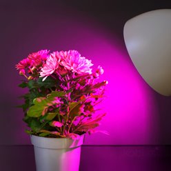 Żarówka LED E27 A60 do uprawy roślin Planty 11W