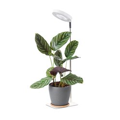 Lampa LED do uprawy roślin z podstawką Verdi 5W biała