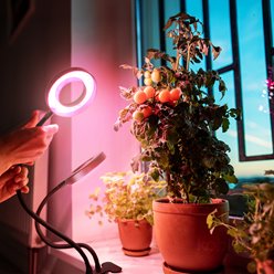 Lampa LED podwójna z klipsem do uprawy roślin 8W