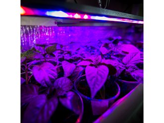 Taśma LED Grow 12V 11W/m SMD5050 do uprawy roślin 5m
