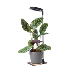 Lampa LED do uprawy roślin z podstawką Verdi 5W czarna