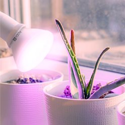Żarówka LED E27 do uprawy roślin Planty 7W biała
