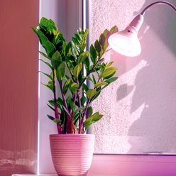 Żarówka LED E27 do uprawy roślin Planty 7W biała